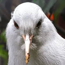 A kagu stares into the camera. It knows what you did.